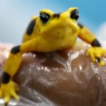 FIFA y YouTube acuerdan innovar la transmisión del Mundial 2026