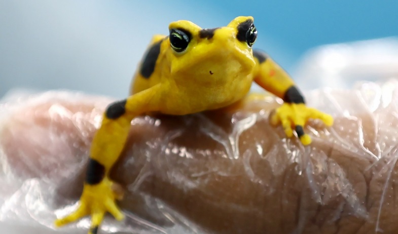 Panamá: científicos logran avances para reintroducir la rana dorada