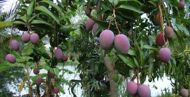 El mango, la fruta tropical asiática favorita en Panamá