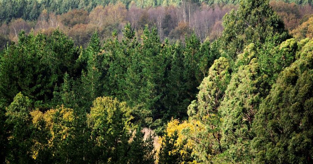 EE.UU. plantea permitir tala y carreteras en bosques protegidos