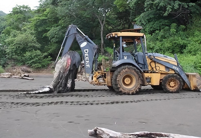Hallan cría de ballena jorobada muerta en Cambutal, Tonosí